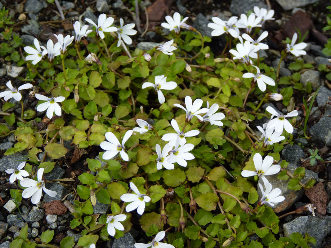 Lobelia angulata photo